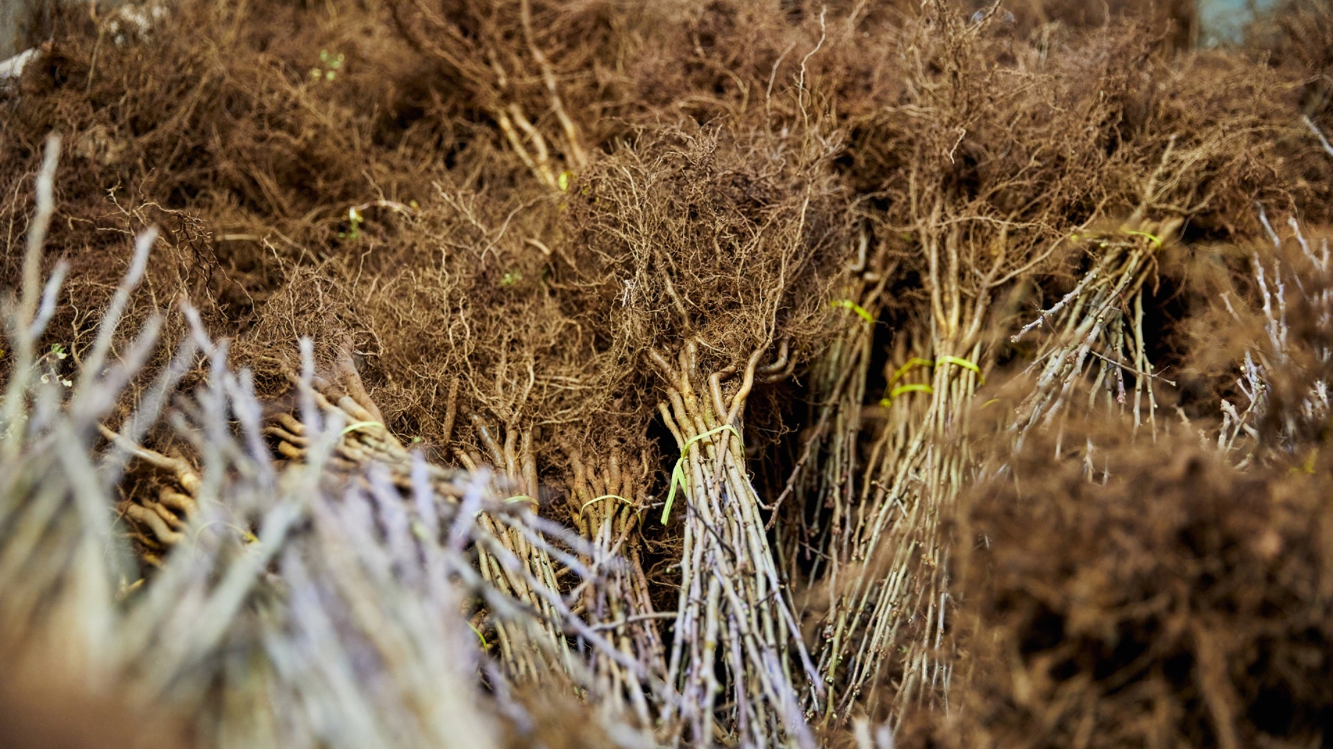 Which plants work as bare root?