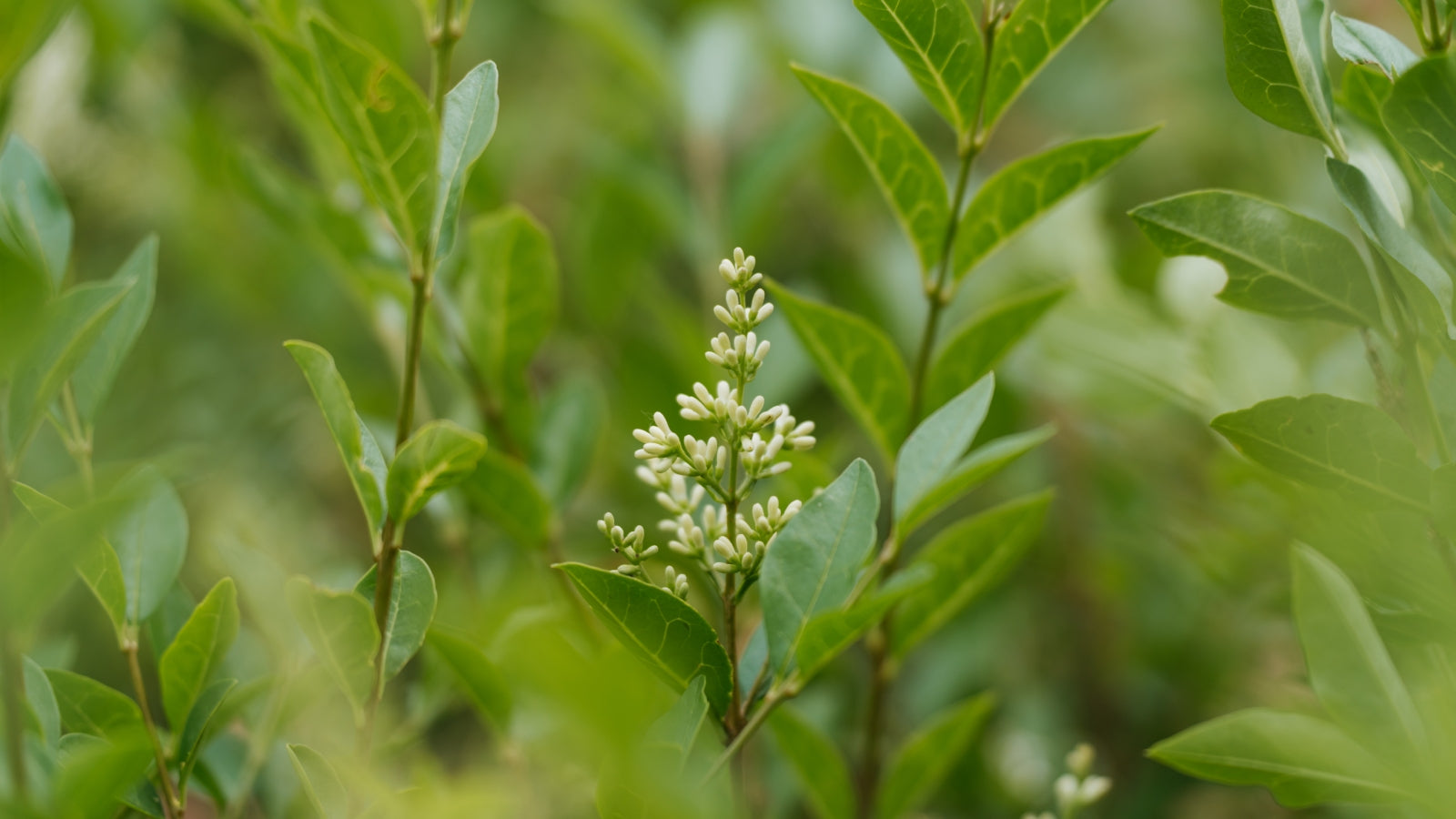 Ligustrum ovalifolium: A Gardener’s Guide