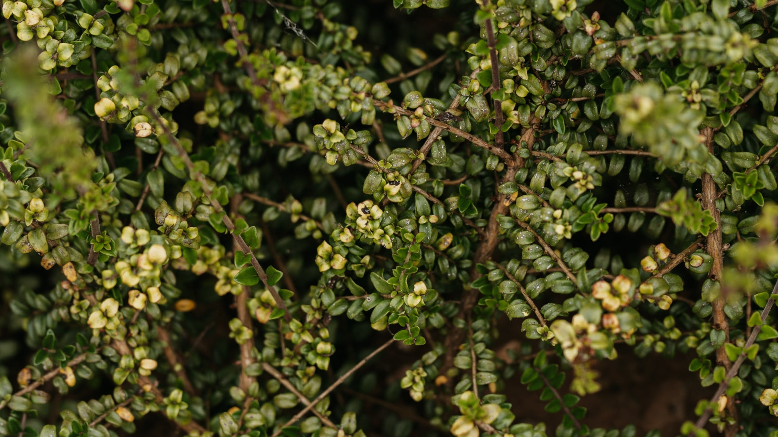The benefit of Box-Leaved Honeysuckle