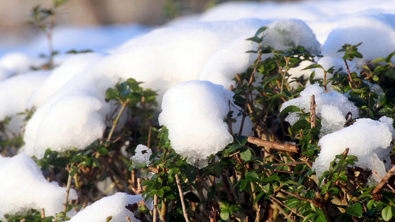 Best types of hedge for UK weather