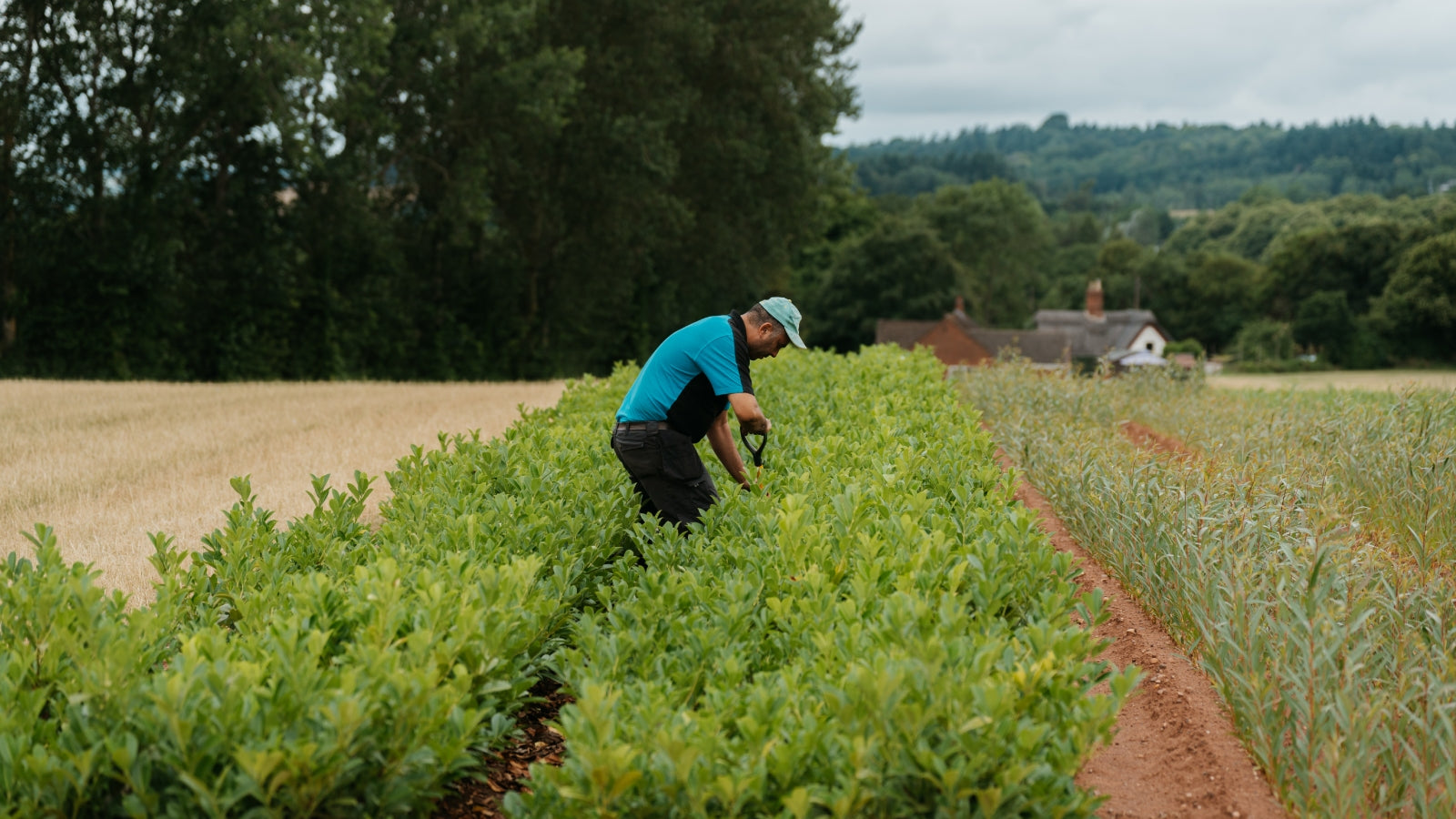 A guide to Cherry Laurel