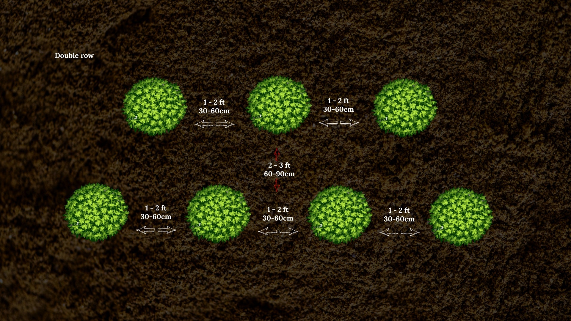 Guidelines for Planting Distances