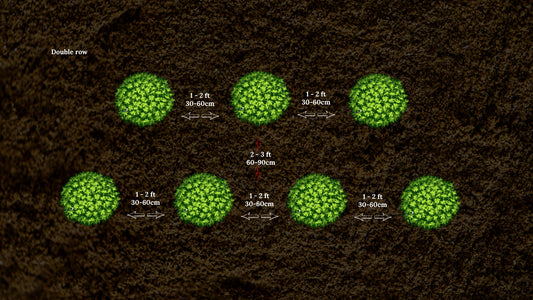 Guidelines for Planting Distances