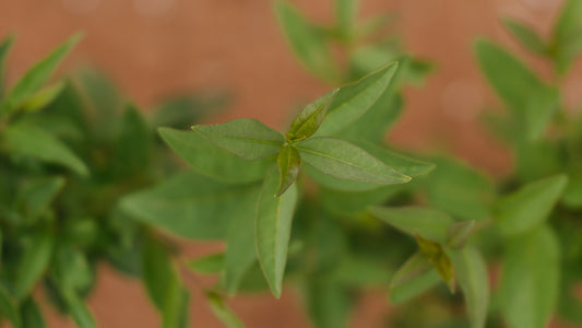 Growing Privet Hedges