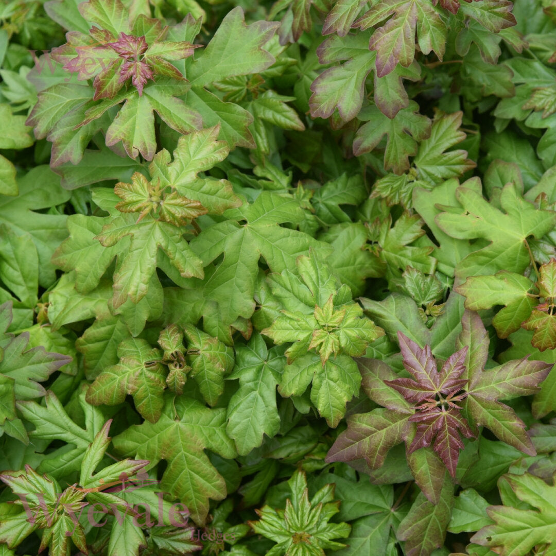 Bareroot Acer campestre (Field Maple)