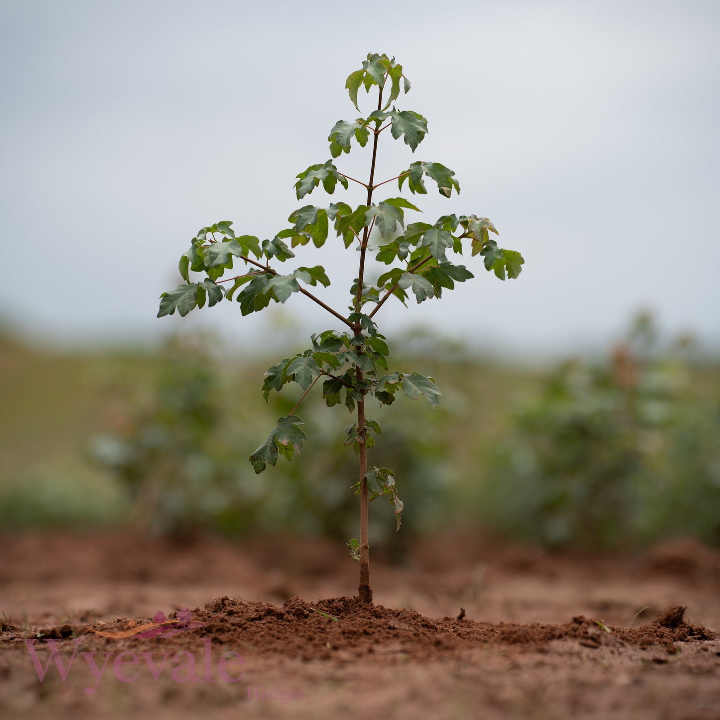 Bareroot Acer campestre (Field Maple)