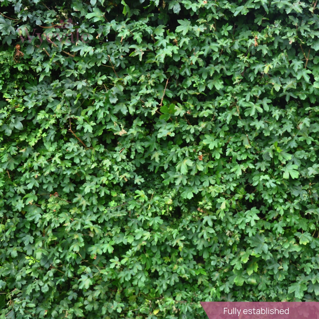 Side profile view of a dense wall of leaves, forming a vibrant hedge. The lush foliage, from Acer campestre or Field Maple, creates a striking green barrier, offering privacy and a visually appealing natural boundary
