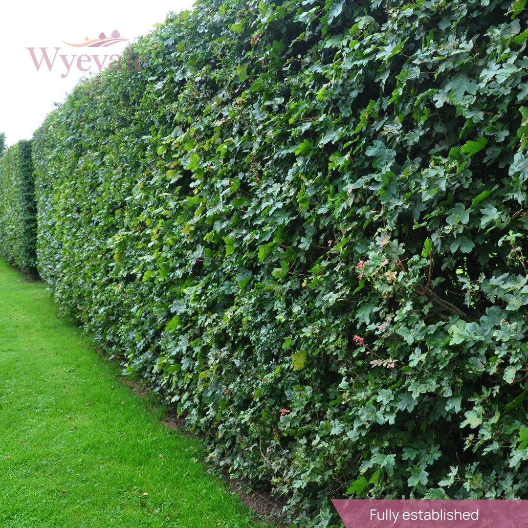 Side profile view of a dense wall of acer campestre leaves forming a hedge. The lush foliage creates a green barrier, providing privacy and defining boundaries. The intricate network of leaves adds texture and depth to the landscape