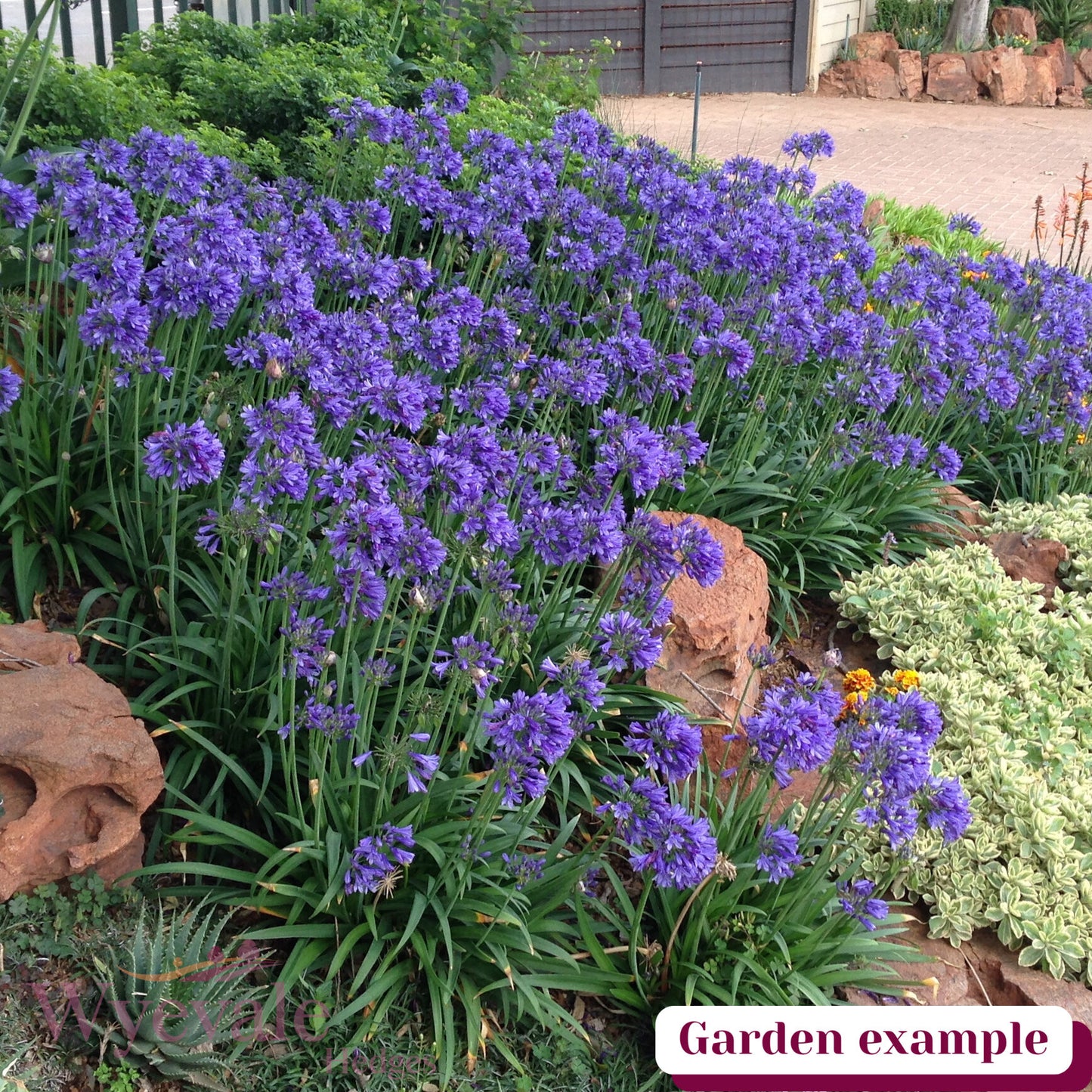Agapanthus (African Lily) 'Ever Sapphire'