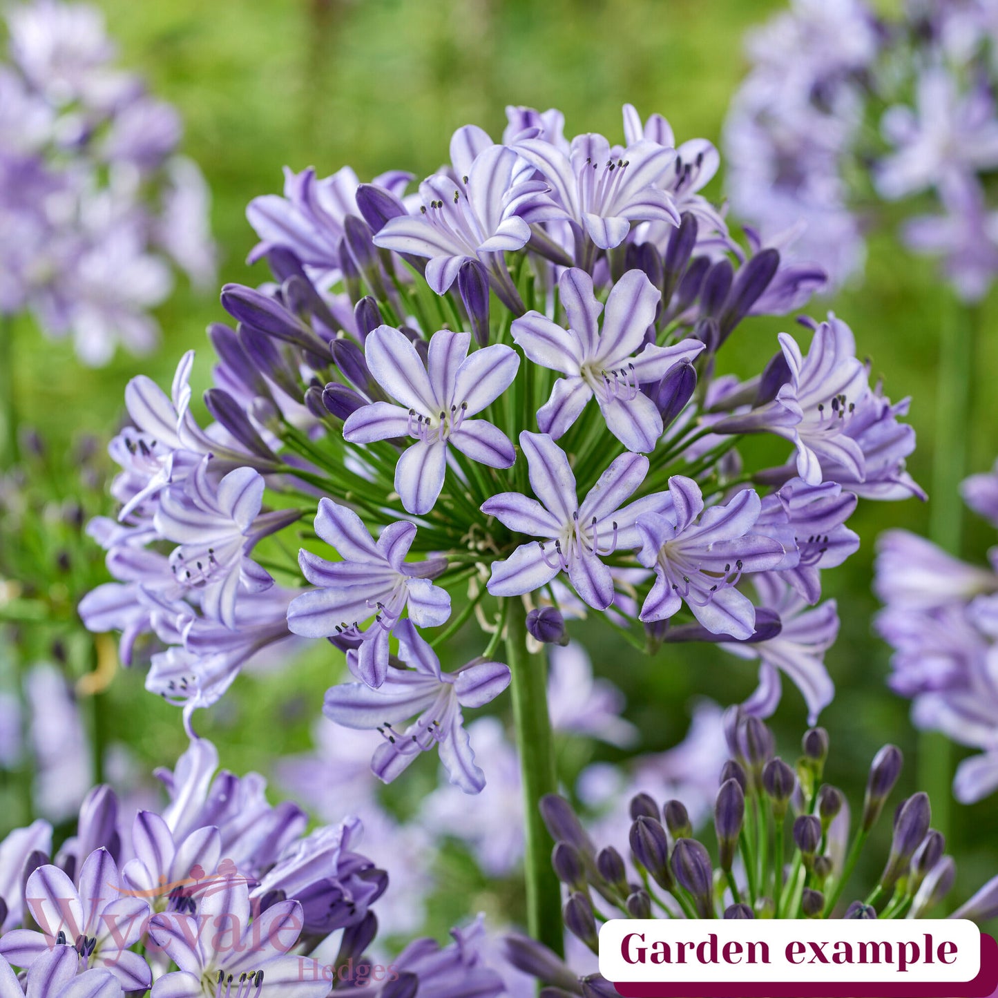 Agapanthus (African Lily) 'Poppin Star'