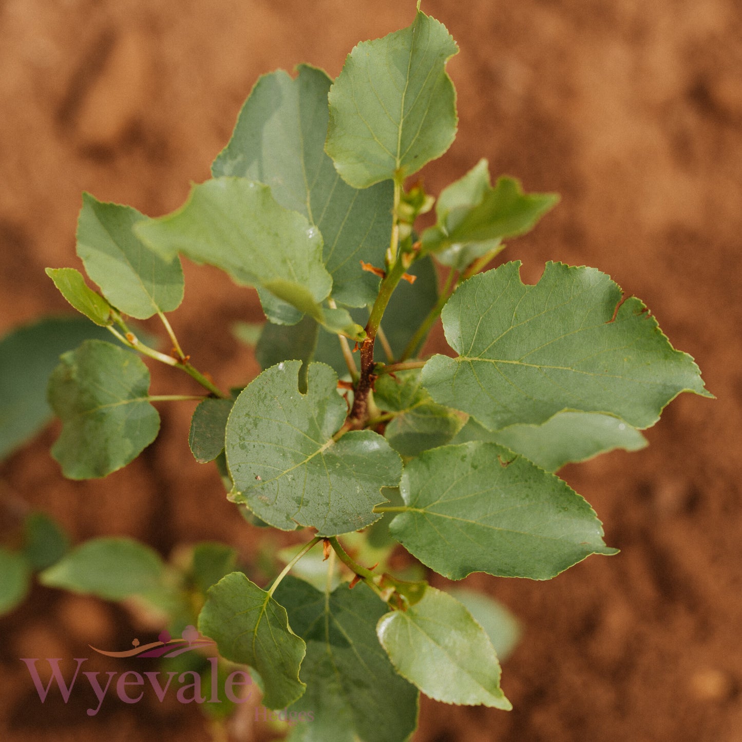 Bareroot Alnus cordata (Italian Alder)