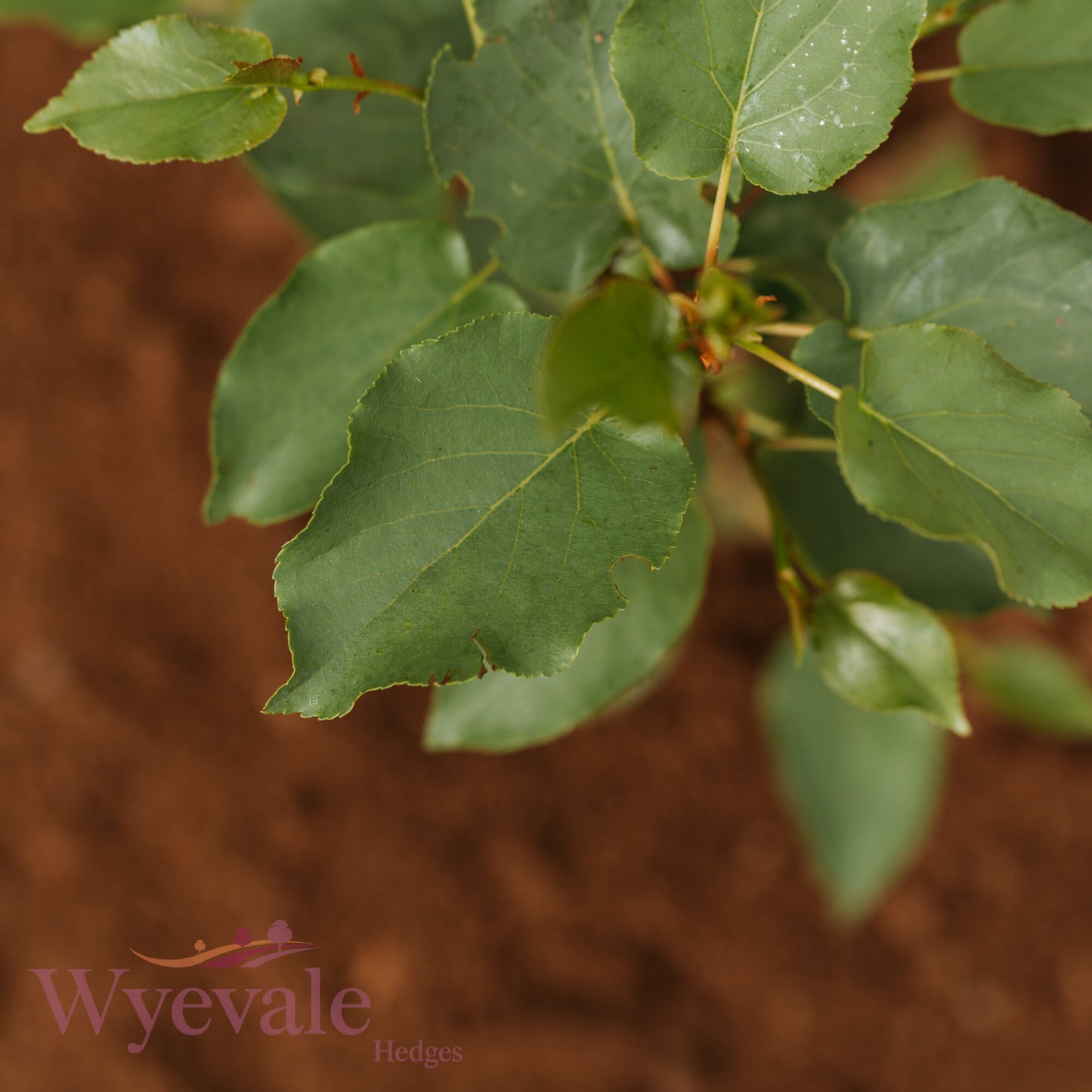 Bareroot Alnus cordata (Italian Alder)