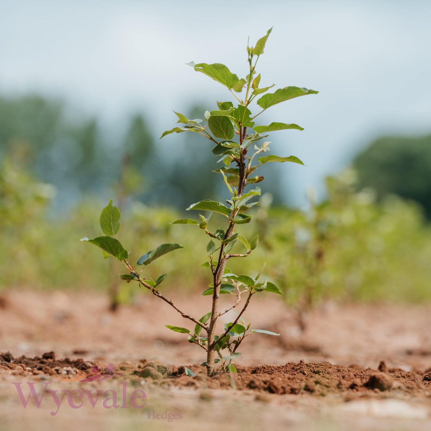 Bareroot Alnus cordata (Italian Alder)