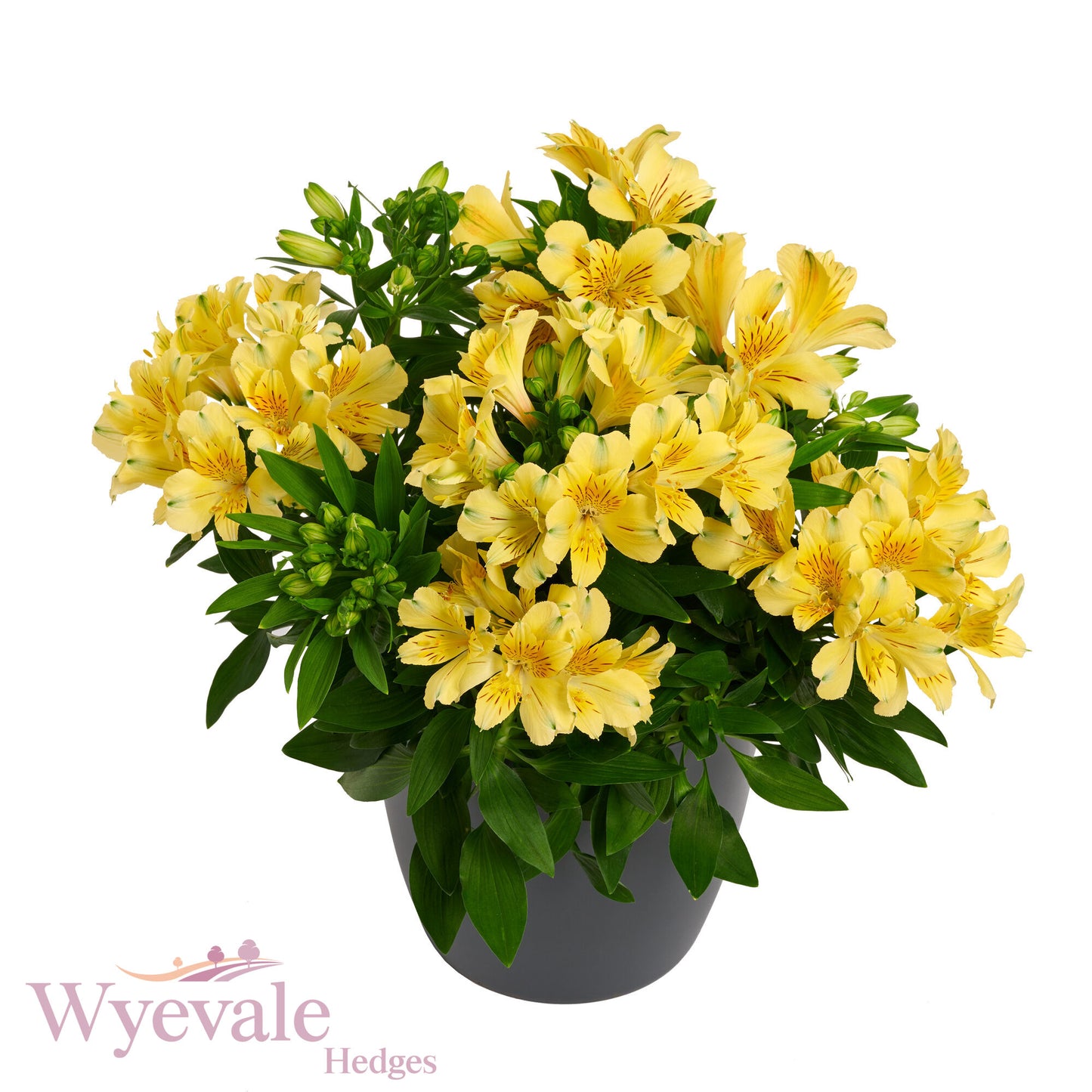 Alstroemeria (Peruvian Lily) 'Inticancha Havana'