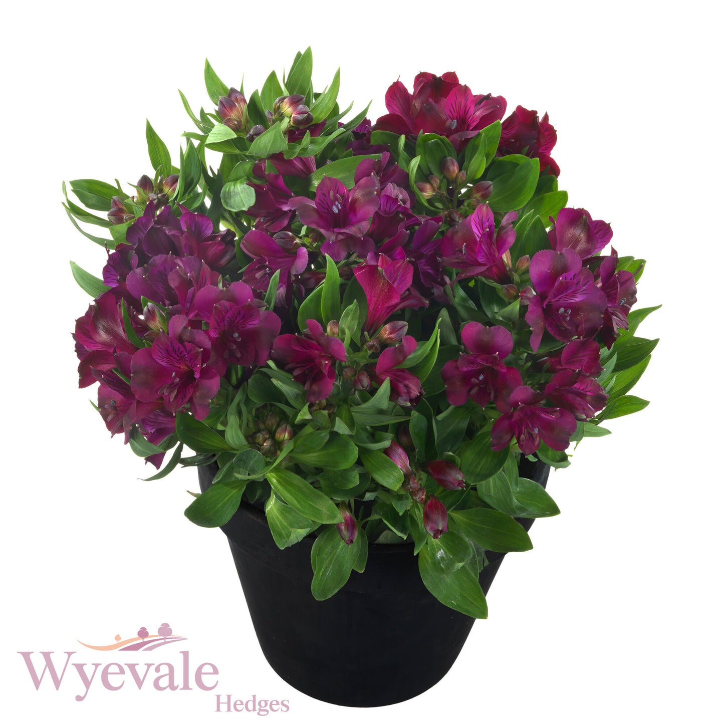 Alstroemeria (Peruvian Lily) 'Inticancha Paraiso'