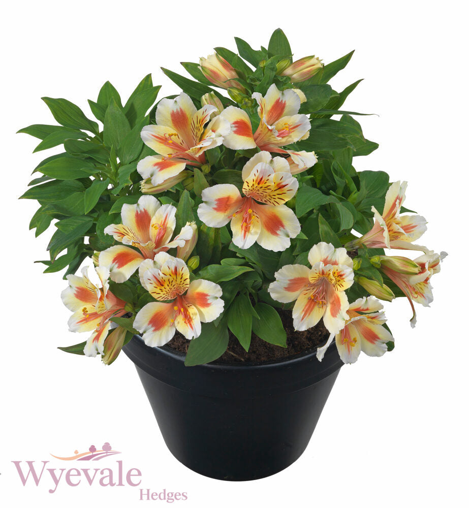 Alstroemeria (Peruvian Lily) 'Inticancha Sunset'
