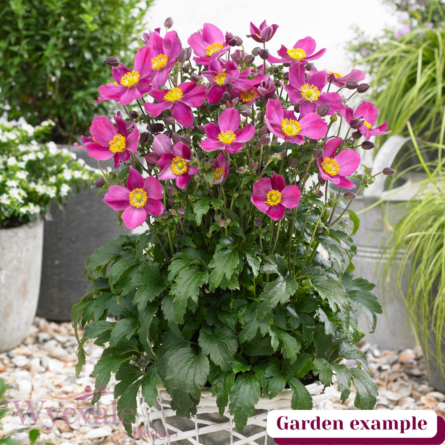 Anemone hupehensis (Japanese Anemone) 'Fantasy Red Riding Hood'