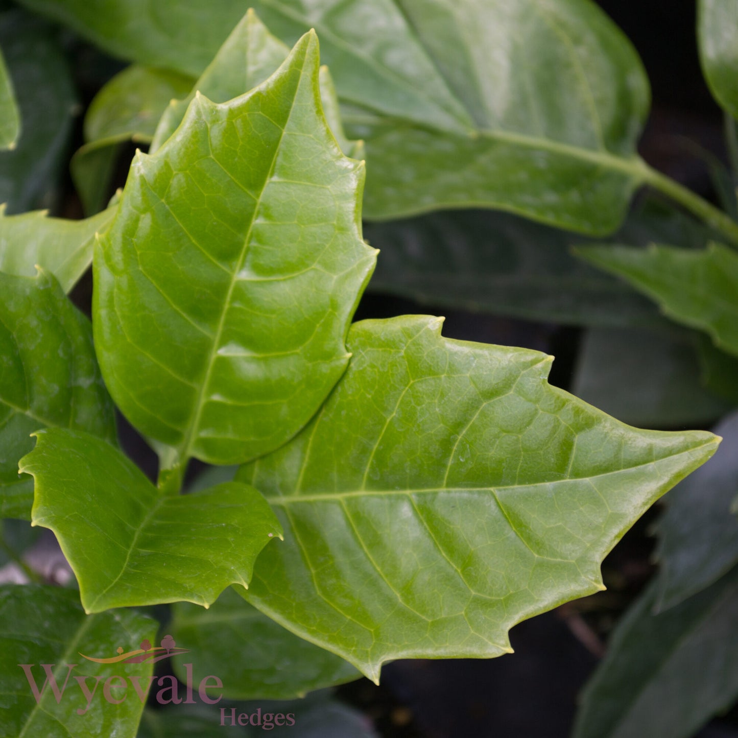 Aucuba japonica (Spotted Laurel) 'Rozannie'