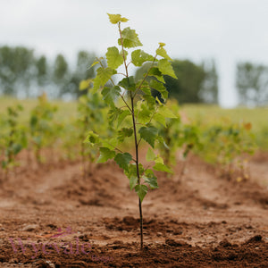 Bareroot Betula pendula (Silver Birch)