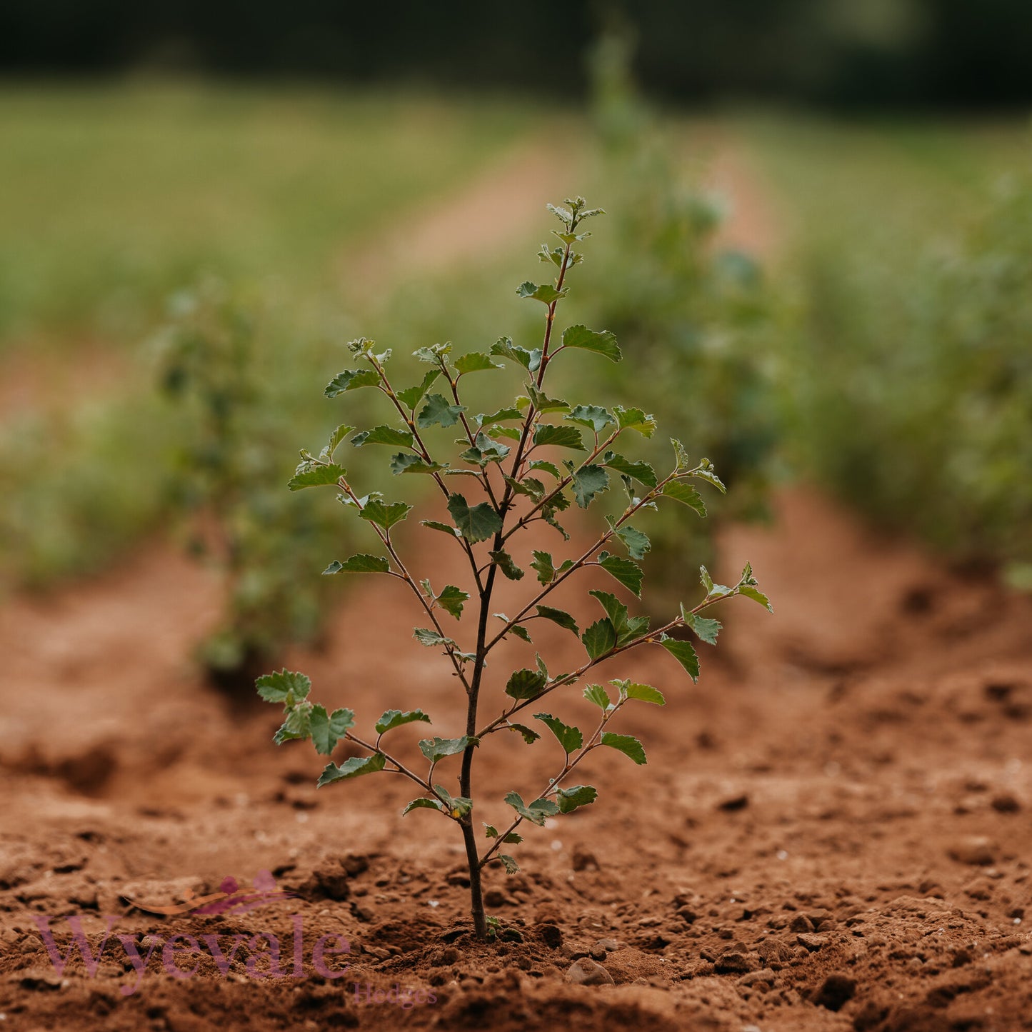 Bareroot Betula pubescens (Downy Birch)