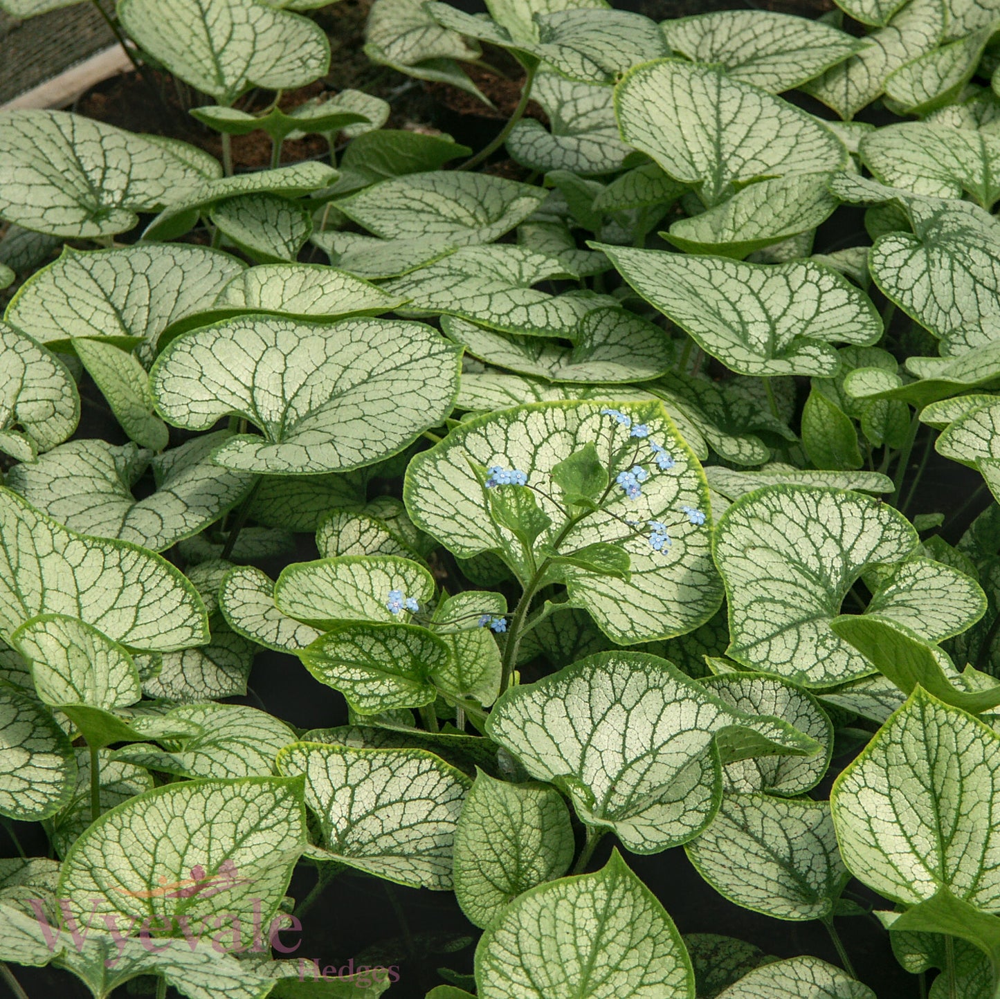 Brunnera macrophylla (Siberian Bugloss) 'Jack Frost'