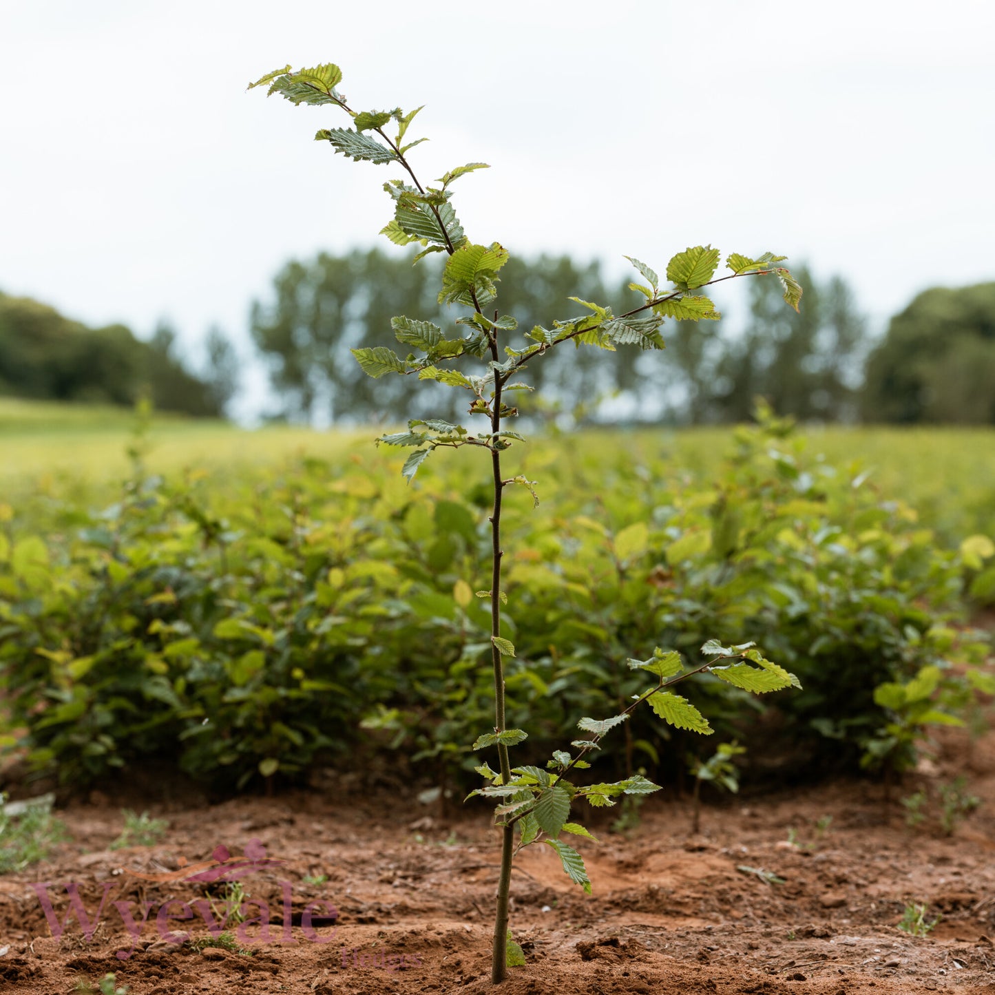 Bareroot Carpinus betulus (Hornbeam)