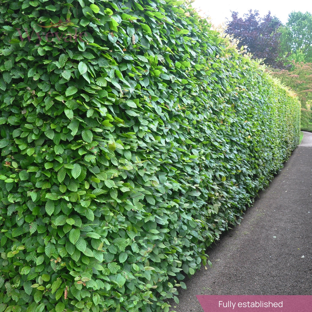 Angled profile view of a Hornbeam hedge
