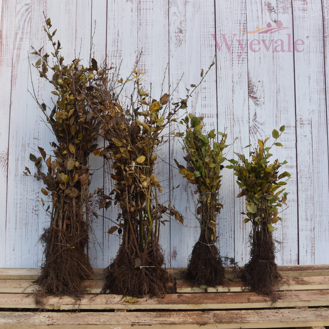 Bundles of bare-root Hornbeam plants, highlighting their exposed root systems prepared for planting. This straightforward and practical presentation emphasizes the readiness for efficient transplantation and future growth