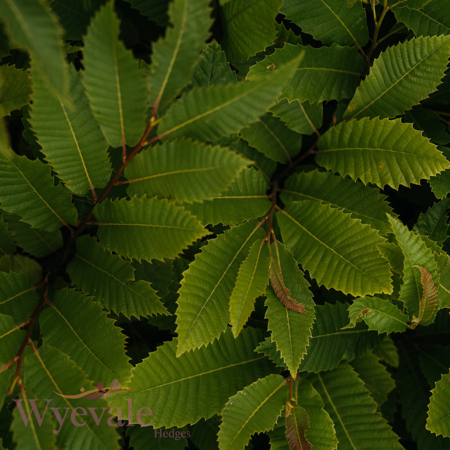 Bareroot Castanea sativa (Sweet Chestnut)
