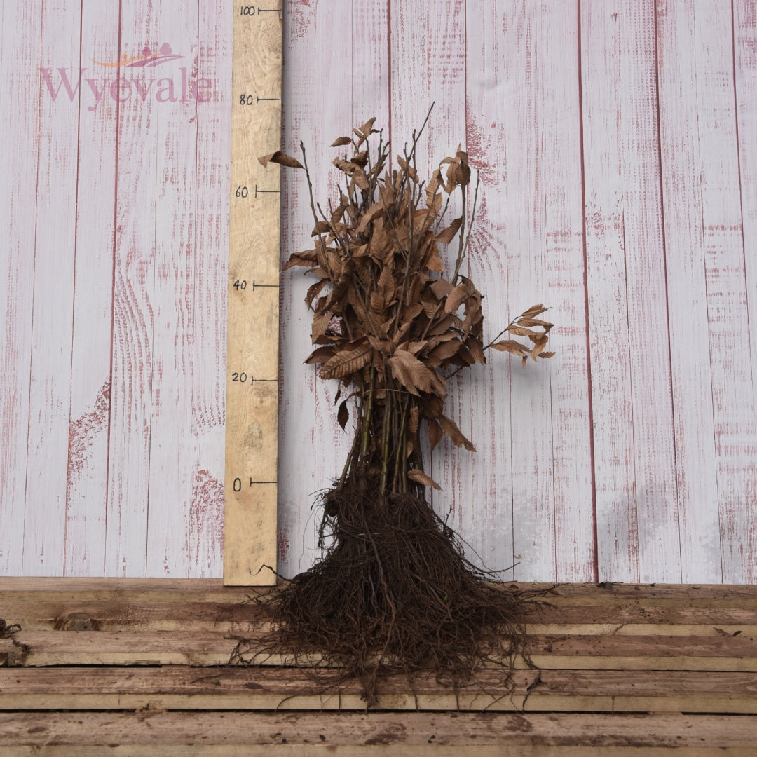 Photograph of a bundle of bare-root Sweet Chestnut plants