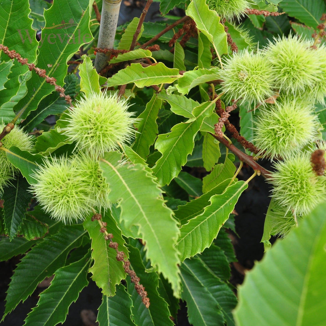 Close-up of closed Sweet Chestnuts, featuring the textured outer husks of Castanea sativa. This detailed view captures the green, spiky covering of the nuts before they fully reveal the chestnuts within