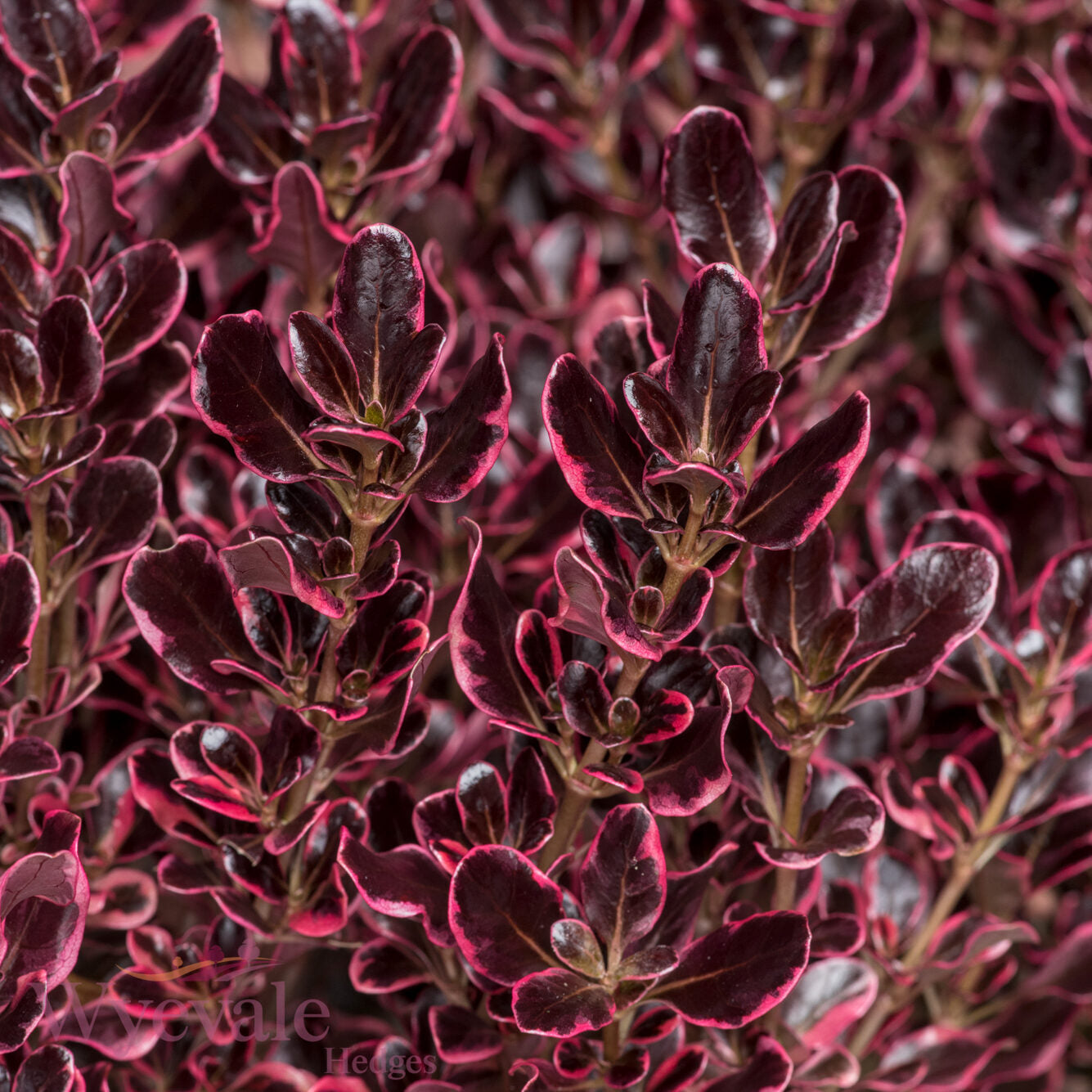 Coprosma 'Eclipse'