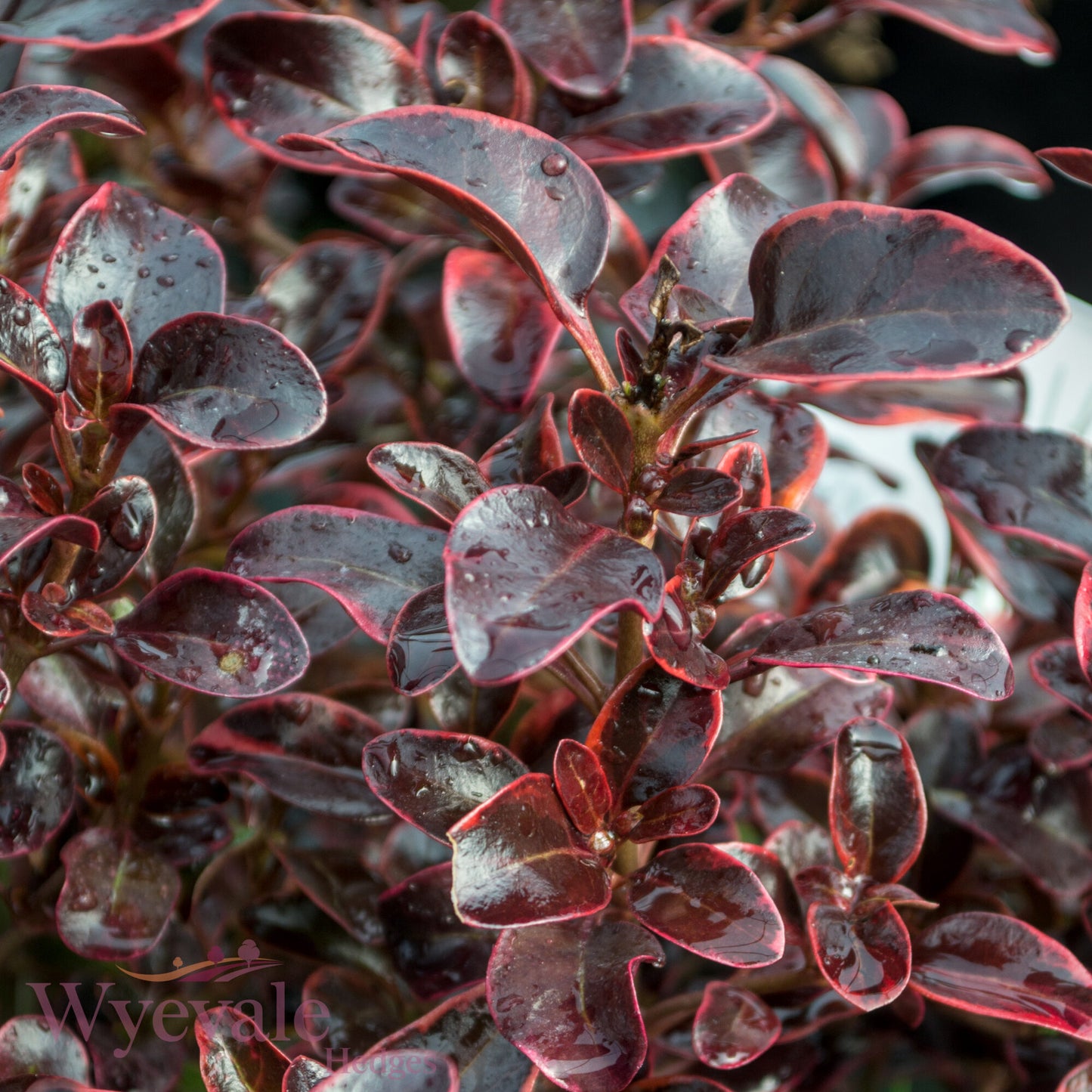 Coprosma (Mirror Plant) 'Inferno'