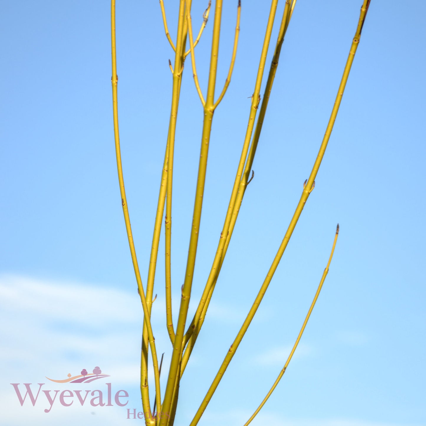 Cornus sericea (Red osier dogwood) 'Flaviramea'