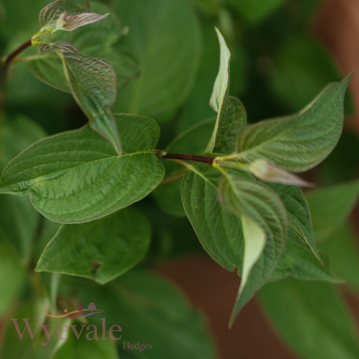 Bareroot Cornus sericea (Golden-Twig Dogwood) 'Flaviramea'