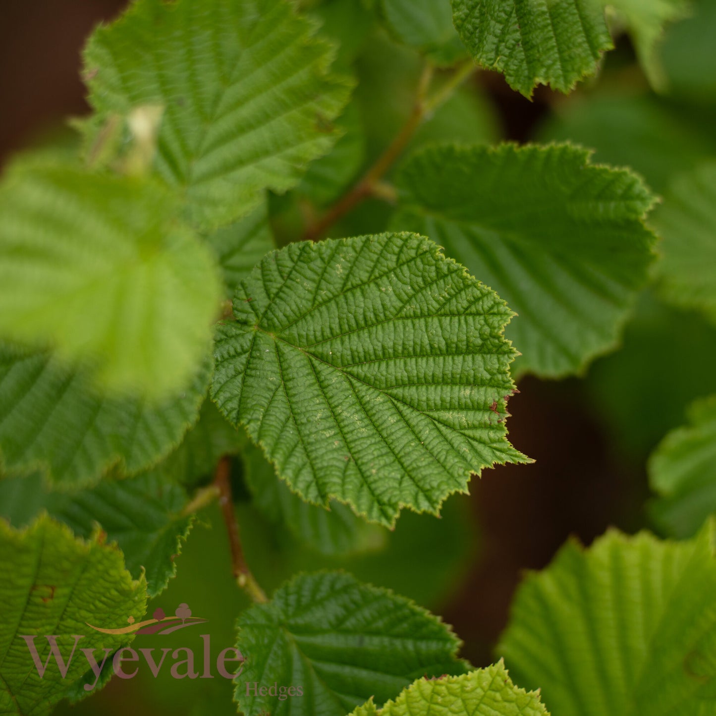 Bareroot Corylus avellana (Hazel)