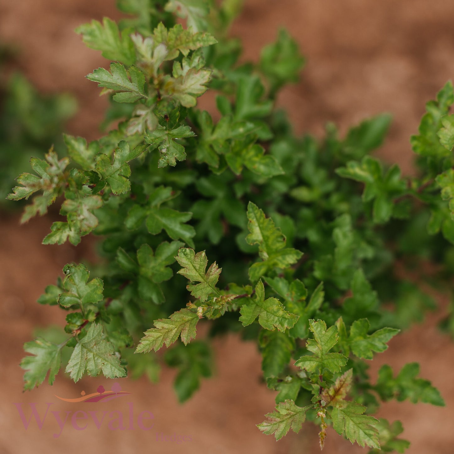 Bareroot Crataegus monogyna (Hawthorn)