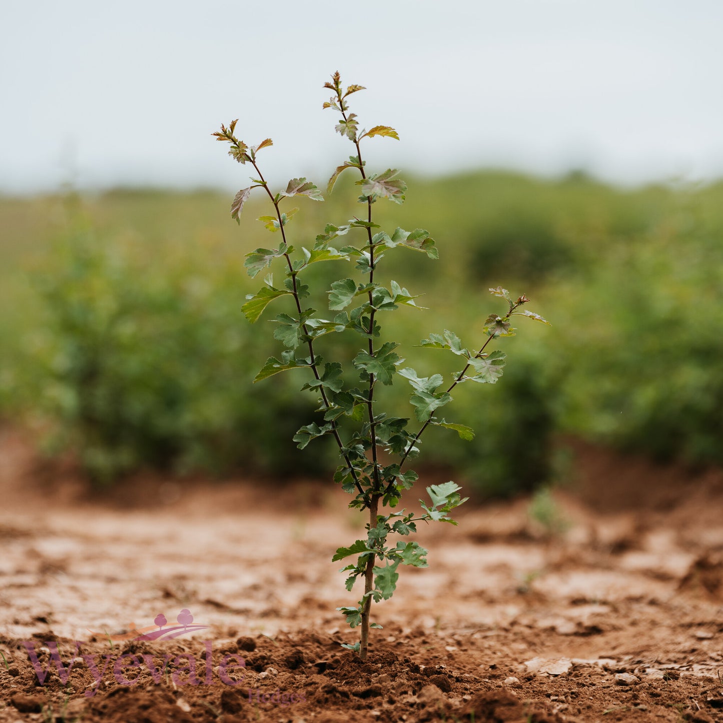 Bareroot Crataegus monogyna (Hawthorn)