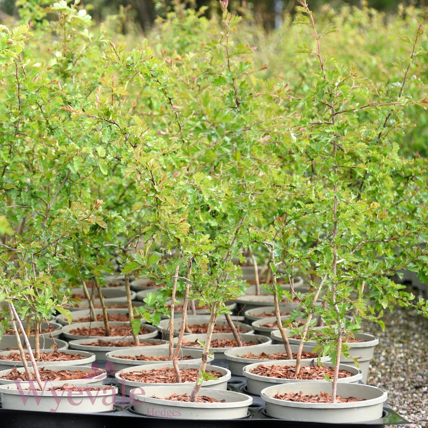 Crataegus monogyna (Hawthorn)