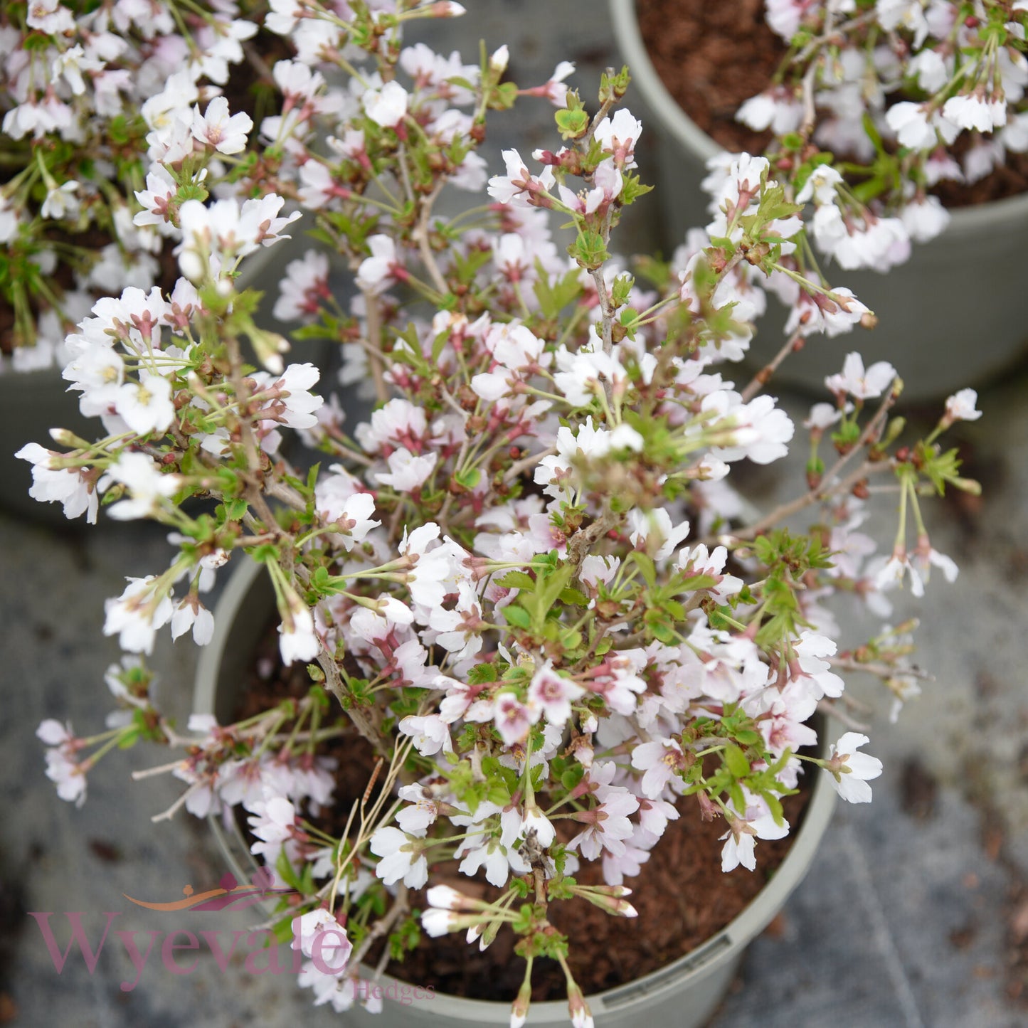Prunus incisa (Fuji Cherry) 'Kojo-no-mai'