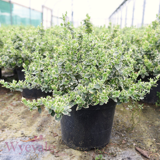 Euonymus fortunei (Spindle) 'Emerald Gaiety'