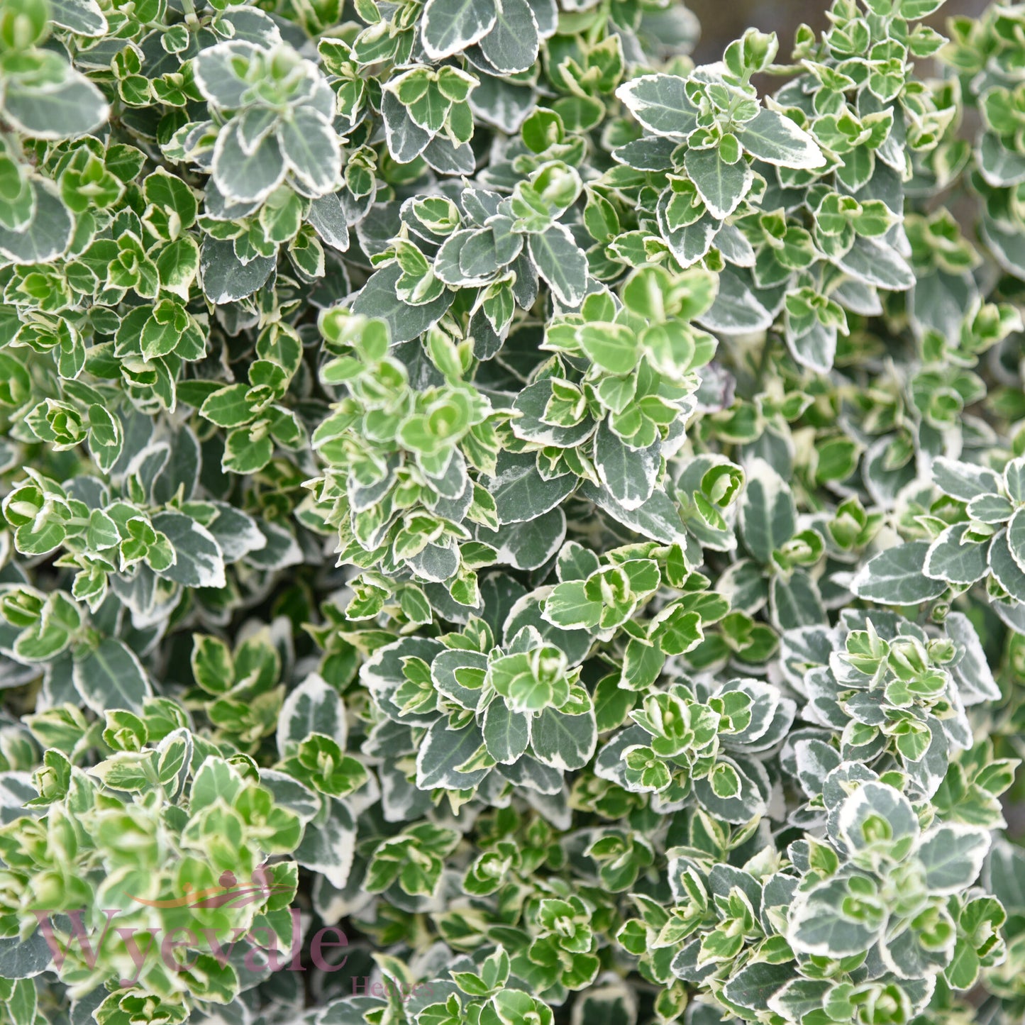 Euonymus fortunei (Spindle) 'Emerald Gaiety'