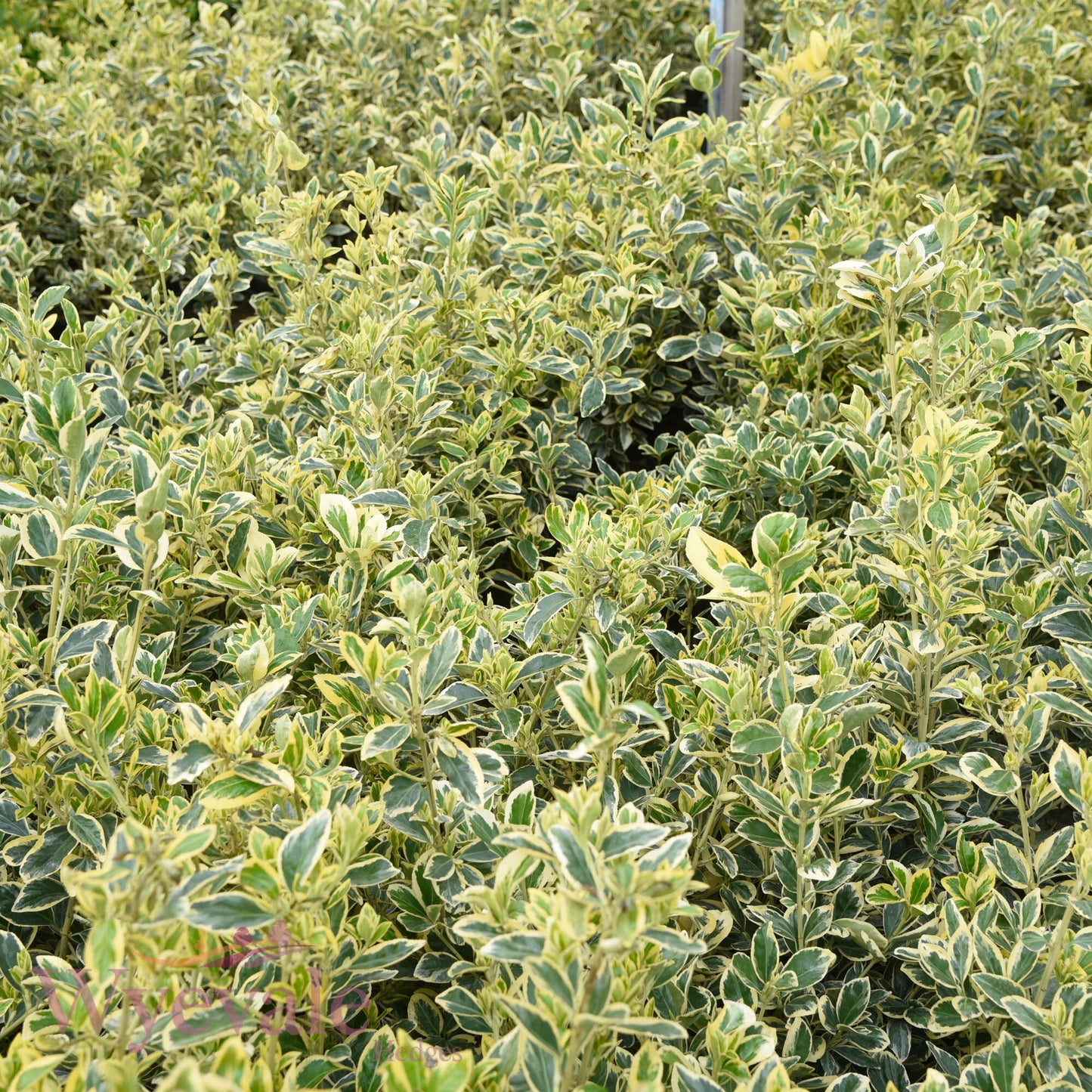 Euonymus japonicus (Japanese Spindle) 'Bravo'