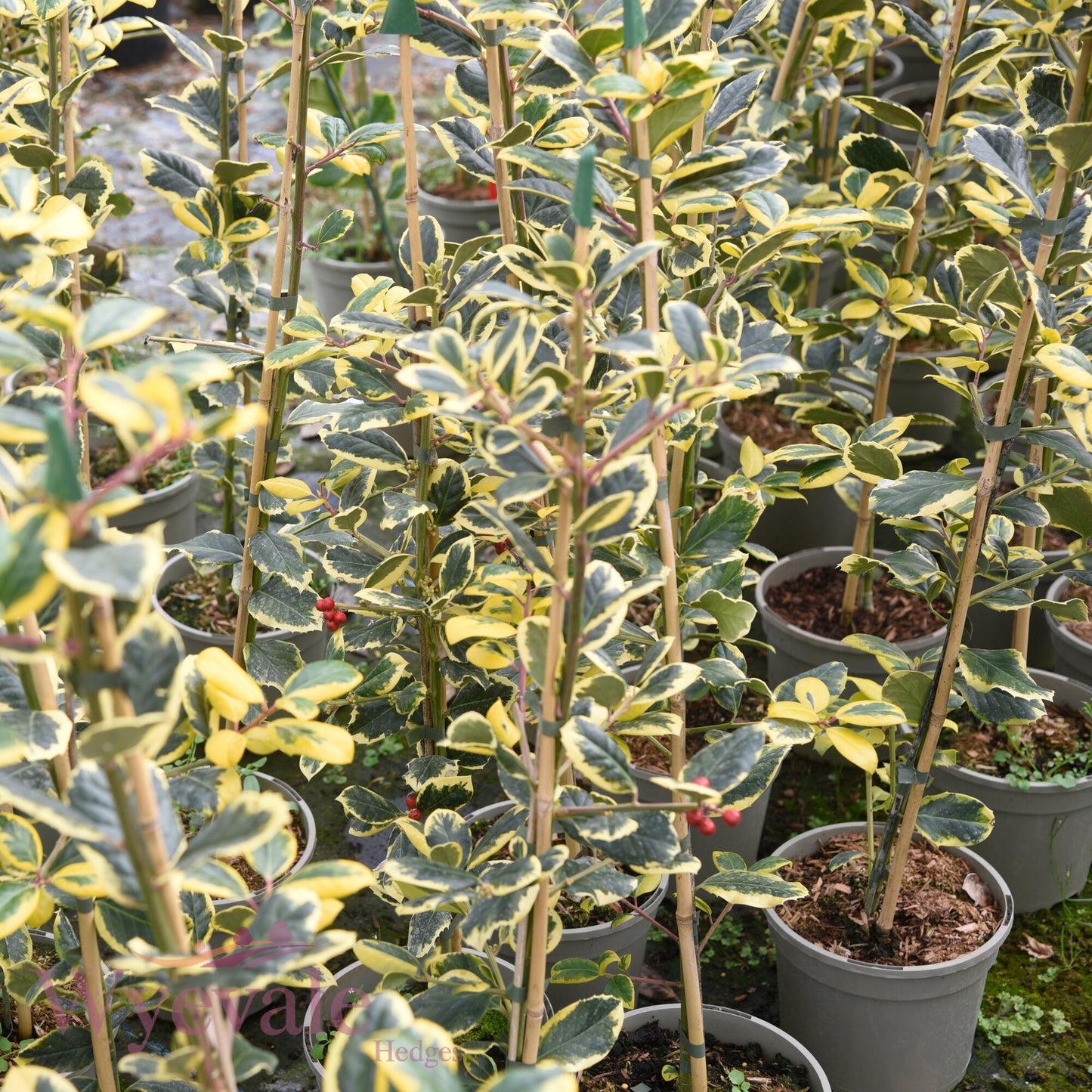 Ilex x altaclerensis (Holly) 'Golden King'