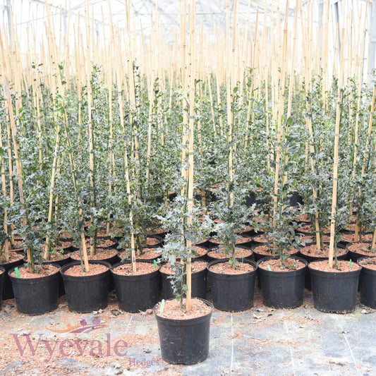 Ilex aquifolium (Holly)