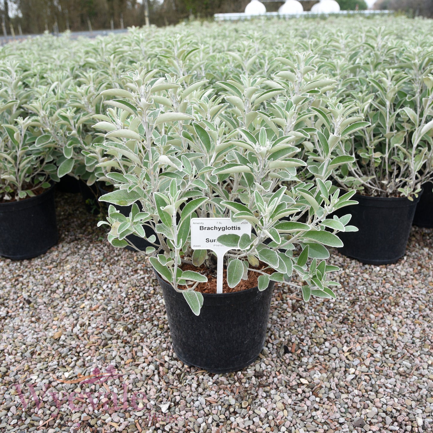 Brachyglottis 'Sunshine'