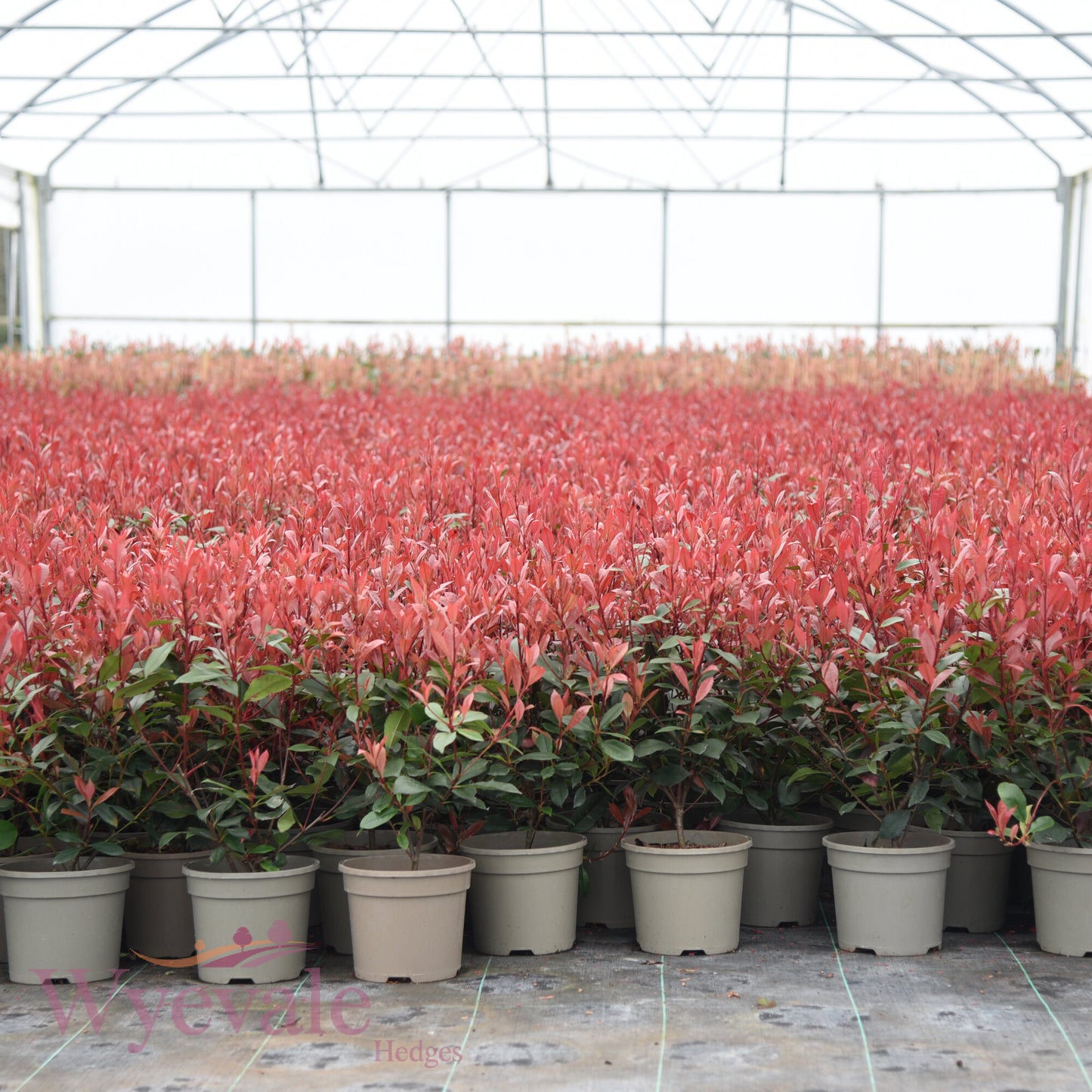 Photinia x fraseri (Red robin) 'Carre Rouge'