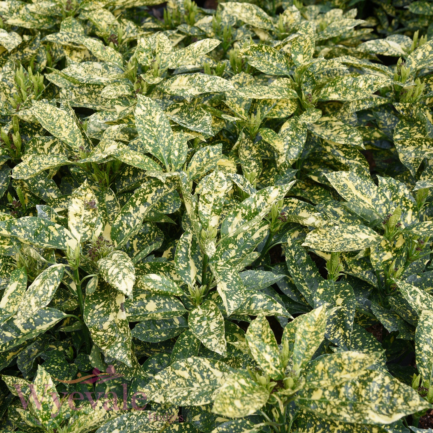 Aucuba japonica (Spotted Laurel) 'Mr Goldstrike'