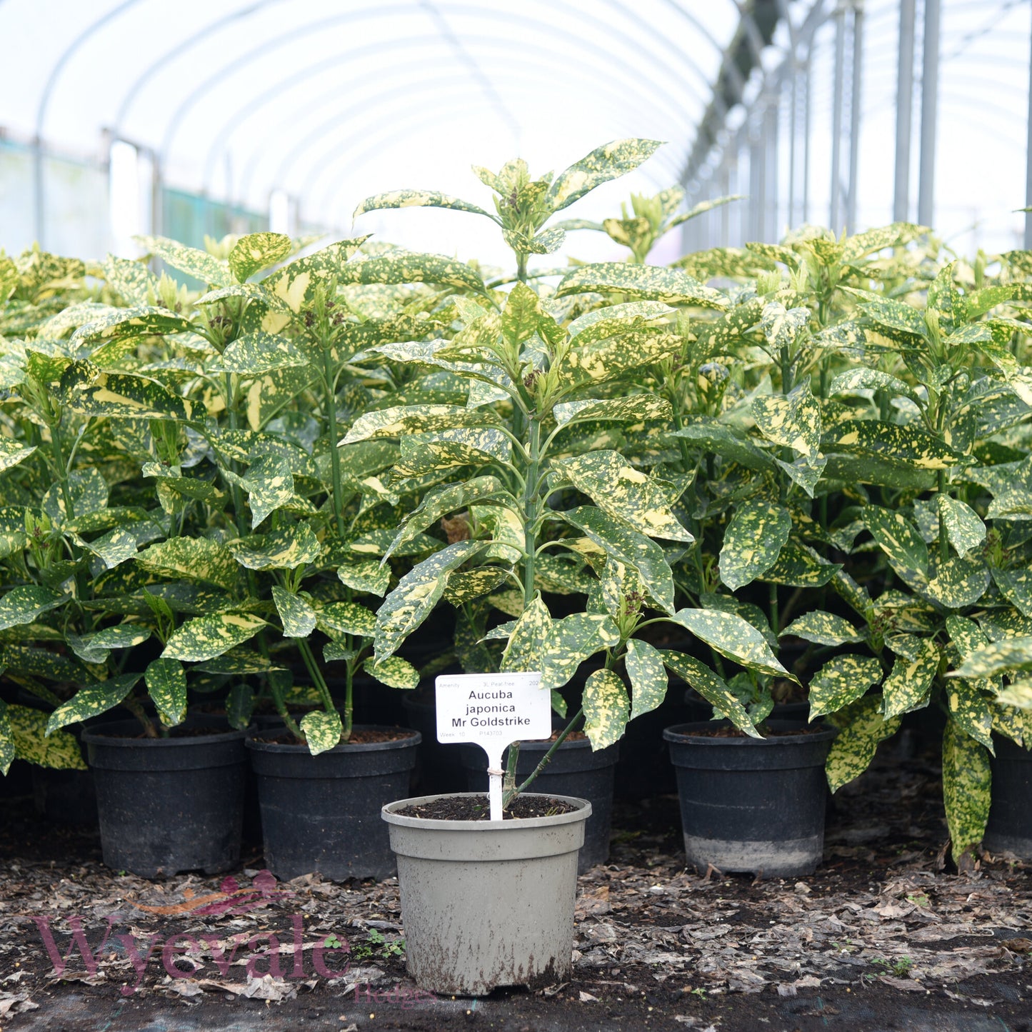 Aucuba japonica (Spotted Laurel) 'Mr Goldstrike'
