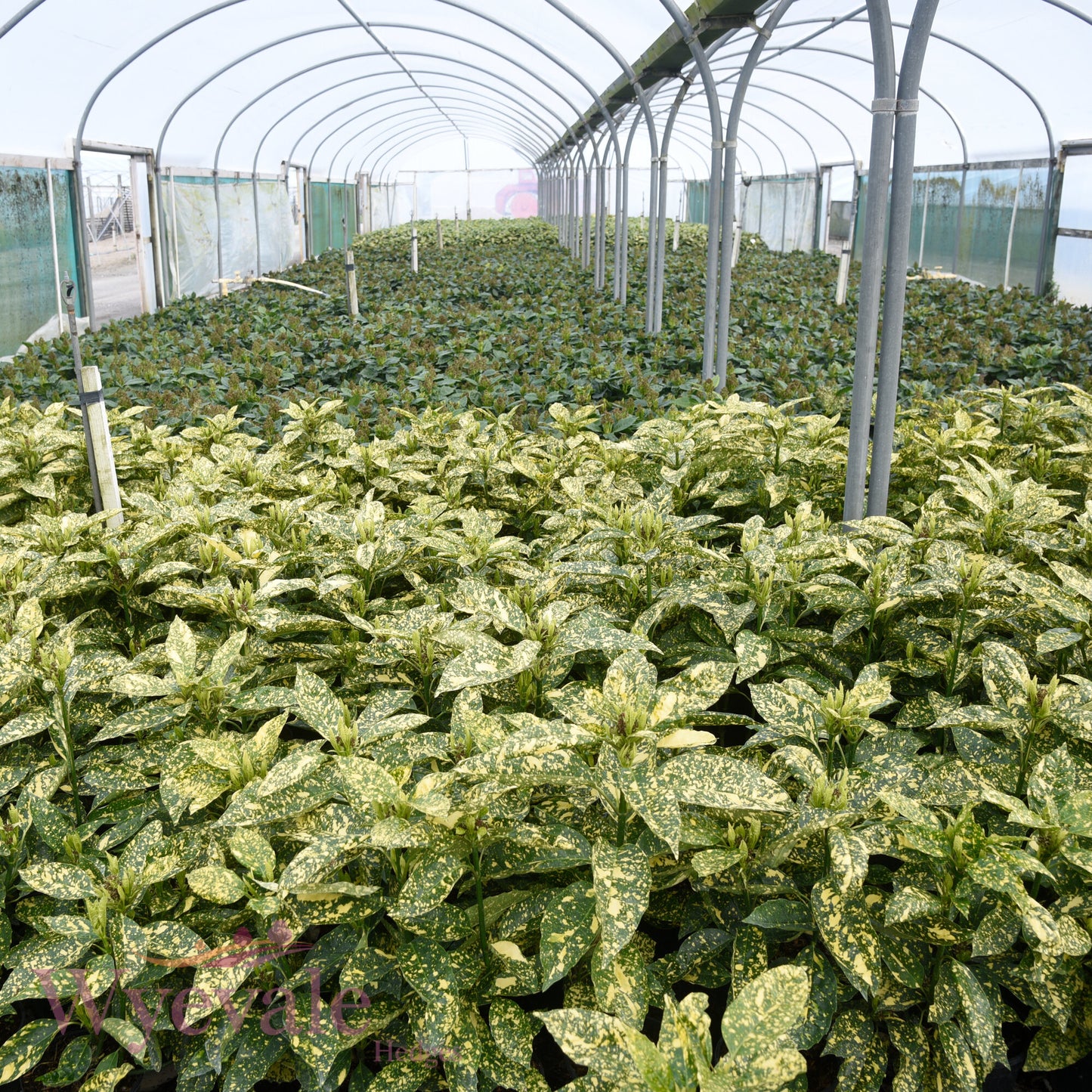 Aucuba japonica (Spotted Laurel) 'Mr Goldstrike'